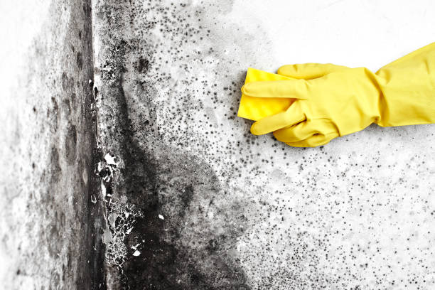 Best Localized Mold Remediation (e.g., coastal areas, humid climates) in Jackson, WY