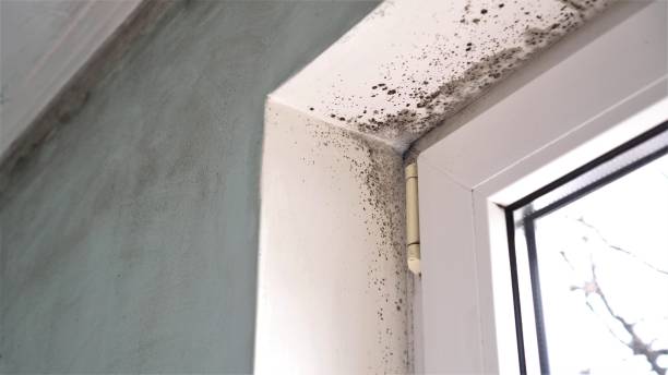 Best Basement Mold Remediation in Jackson, WY
