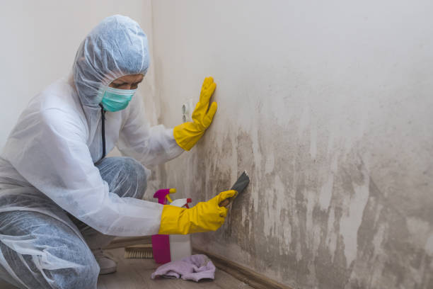 Best Mold Testing and Inspection Services in Jackson, WY