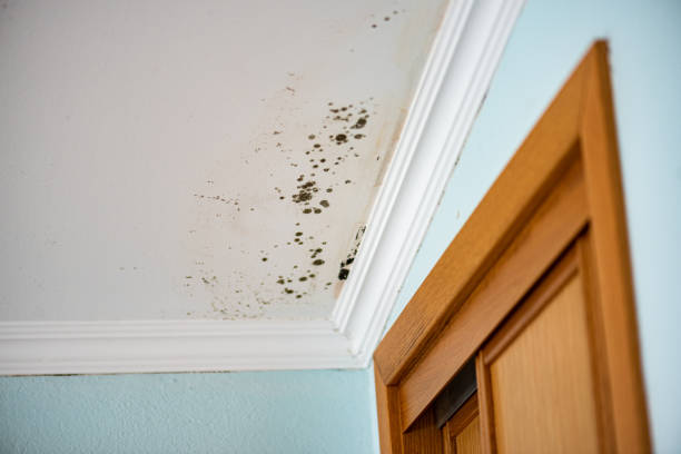 Best Mold Testing and Inspection Services in Jackson, WY