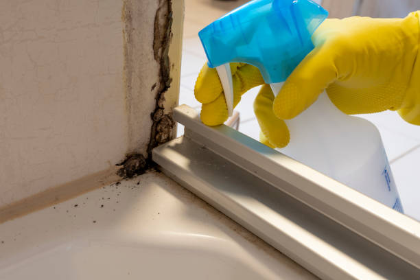 Best Insurance-Related Mold Remediation in Jackson, WY