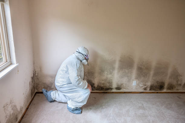 Best Insurance-Related Mold Remediation in Jackson, WY