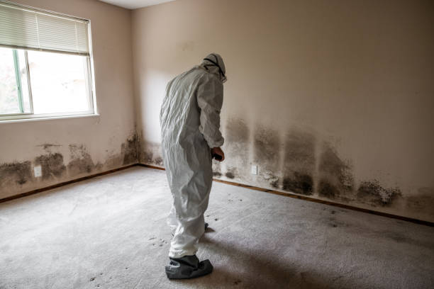 Reliable Jackson, WY Mold Remediation Solutions