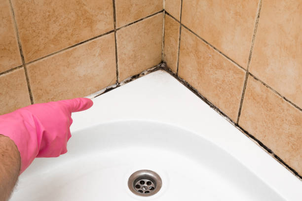 Best Emergency Mold Remediation in Jackson, WY