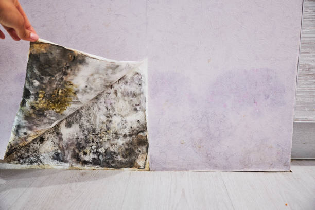 Best Residential Mold Remediation in Jackson, WY
